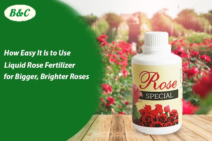 How Easy It Is to Use Liquid Rose Fertilizer for Bigger, Brighter Roses
