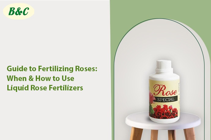 Guide to Fertilizing Roses: When & How to Use Liquid Rose Fertilizers