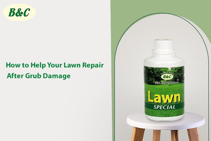 How to Help Your Lawn Repair After Grub Damage